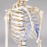 Menschliches Stativ Skelett Modell Anatomie Lehrmodell + Abdeckung + Poster