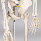 Menschliches Stativ Skelett Modell Anatomie Lehrmodell + Abdeckung + Poster