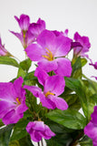 Hibiskus im Topf 40 cm lila