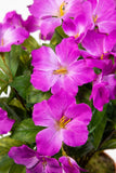 Hibiskus im Topf 40 cm lila