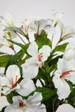 Hibiskus im Topf 40 cm weiß