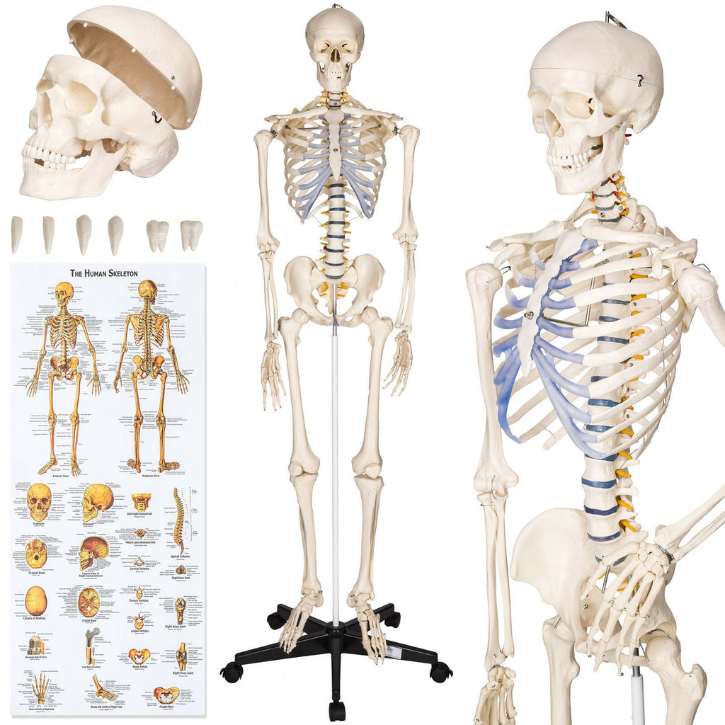 MedMod Anatomisches Skelett-Modell 80 Cm – Lehrmodell Für Medizin & Studium