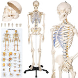 Menschliches Stativ Skelett Modell Anatomie Lehrmodell + Abdeckung + Poster