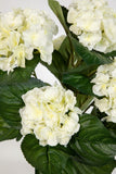 Hortensienbusch weiß-creme, 42 cm, im Topf.