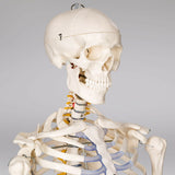Menschliches Stativ Skelett Modell Anatomie Lehrmodell + Abdeckung + Poster