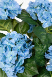 Hortensienbusch blau, 42 cm, im Topf.