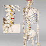 Menschliches Stativ Skelett Modell Anatomie Lehrmodell + Abdeckung + Poster