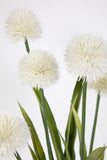 Alliumpflanze 60 cm weiß im Topf