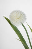 Alliumpflanze 60 cm weiß im Topf