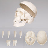 Menschliches Stativ Skelett Modell Anatomie Lehrmodell + Abdeckung + Poster