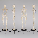 Menschliches Stativ Skelett Modell Anatomie Lehrmodell + Abdeckung + Poster
