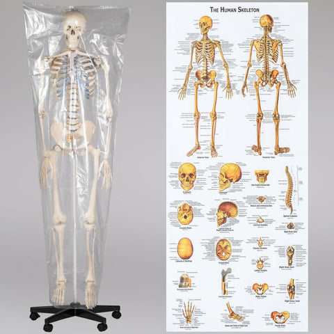 Menschliches Stativ Skelett Modell Anatomie Lehrmodell + Abdeckung + Poster