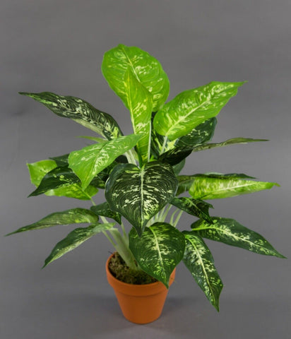 Dieffenbachia 46cm im Topf