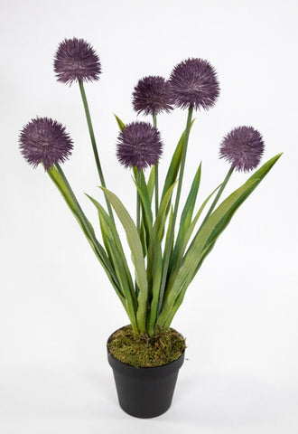 Alliumpflanze 60 cm lila im Topf